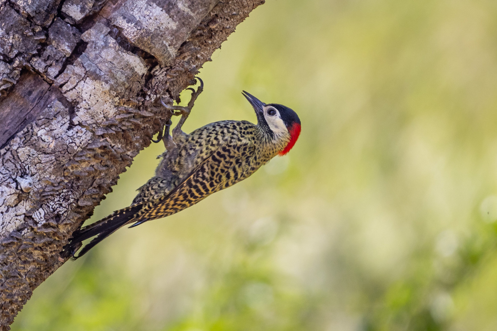 image Green-barred Woodpecker